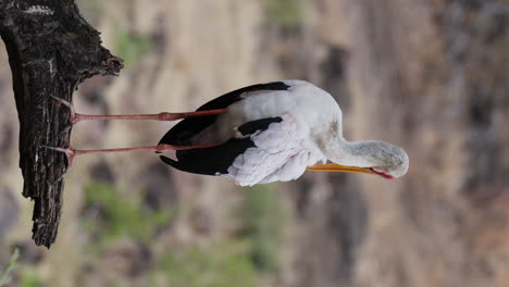 Vertical-View-of-Yellow-billed-Stork-Preening-Plumage-On-Tree-Branch