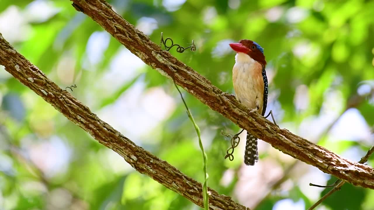 un martín pescador de árboles y una de las aves más hermosas que se encuentran en tailandia dentro de las selvas tropicales