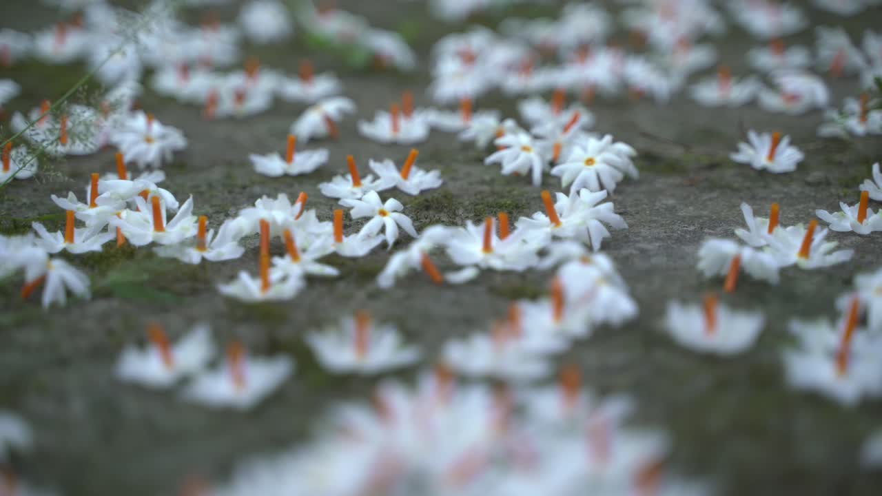 밤 재스민, 슬리 또는 셰팔리 꽃은 가을 시즌에 사라디야 또는 두르가 푸자 축제의 상징 꽃입니다