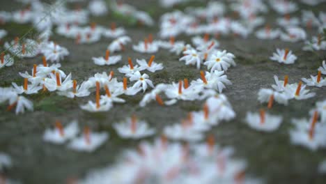 el jazmín nocturno, la flor seuli o shefali es la flor símbolo del festival saradiya o durga puja en la temporada de otoño