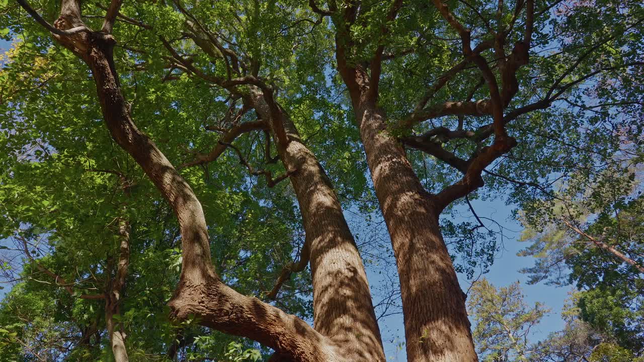 Una potente inquadratura dal basso verso l’alto di enormi tronchi d'albero che si estendono verso il cielo blu. Vivi l'atmosfera della foresta profonda nel centro di Tokyo.