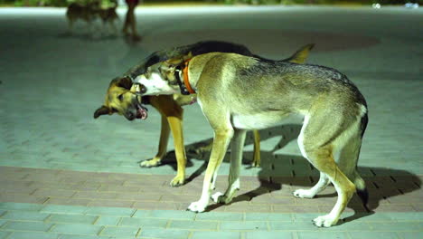 dos perros grandes jugando agresivamente