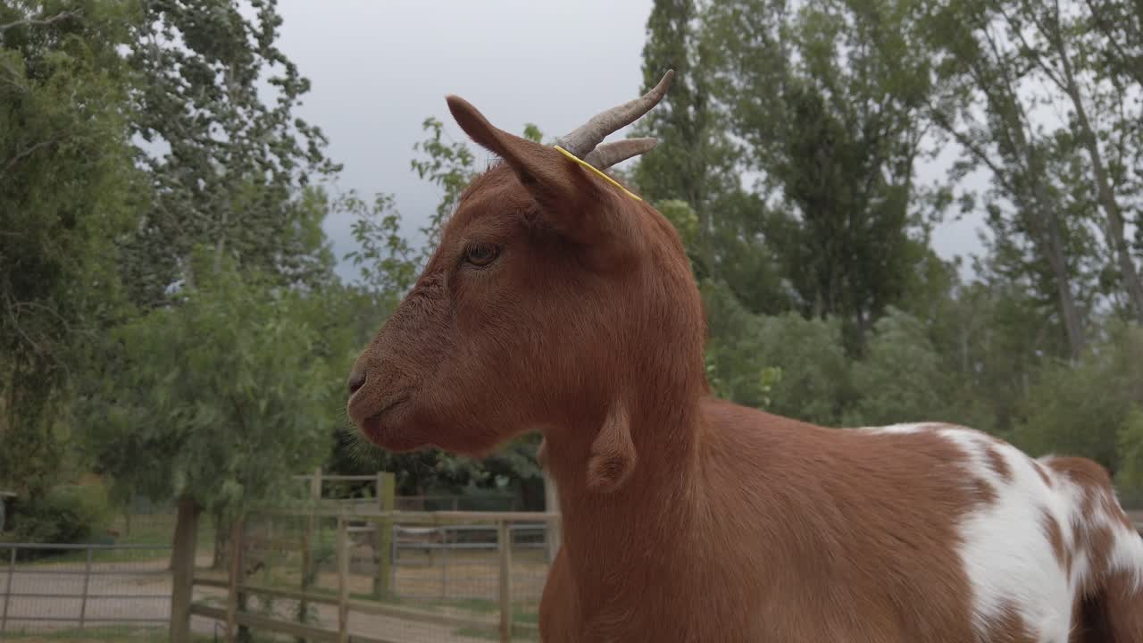 Brown and white goat with yellow tags on its horns turning its head in different positions, standing in a fenced area of a farm with trees in the background