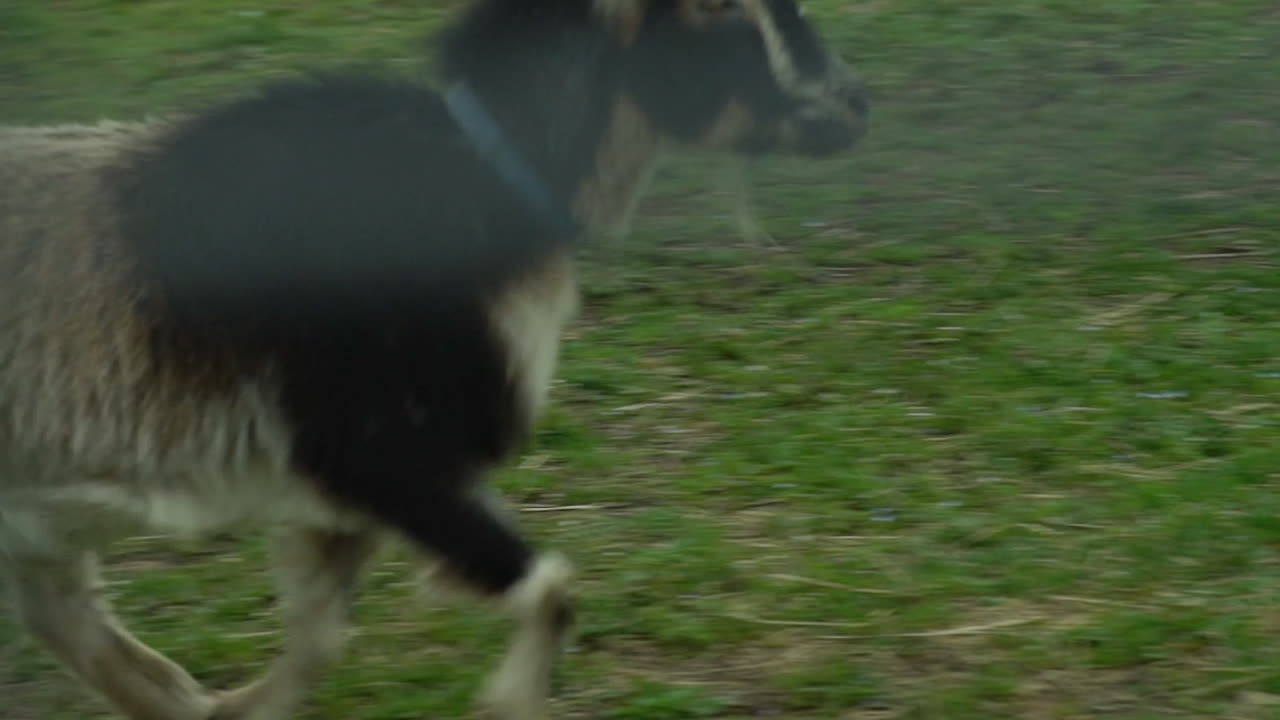 Goats and children running in the goat pen