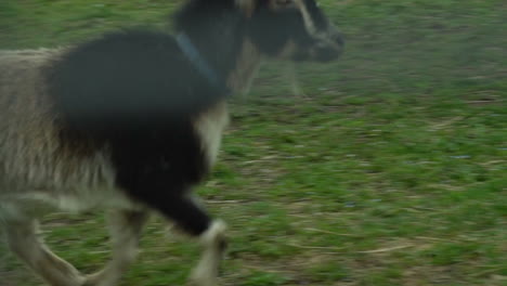 goats and children running in the goat pen
