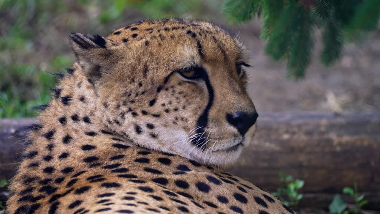 Close-up of a Cheetah