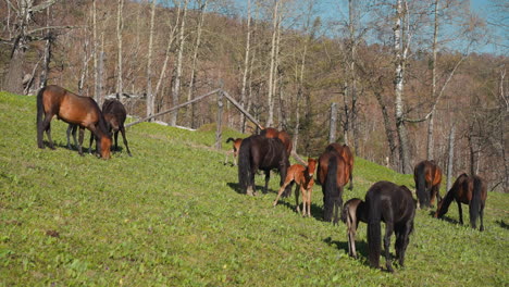 lactating mares with little foals graze grass on glade