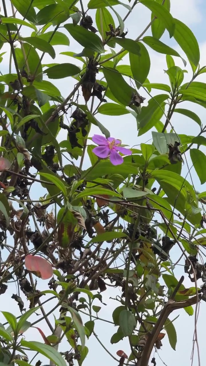 Un singolo fiore viola che sboccia tra il fogliame verde