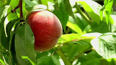 organic babcock peaches, food