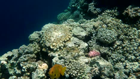 colourful tropical coral reefs