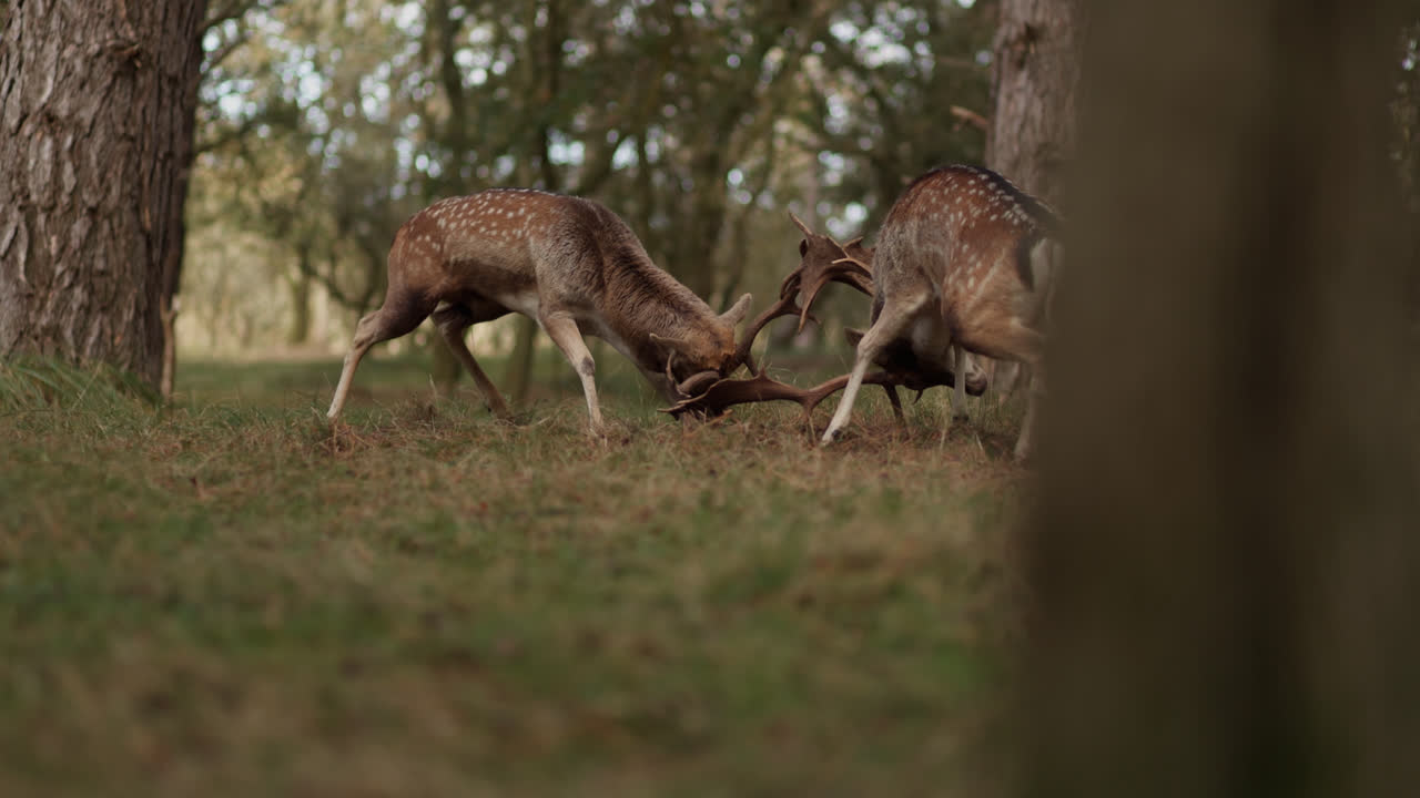 ciervos en barbecho en el bosque