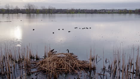 slow motion of empty nest with adult geese nearby