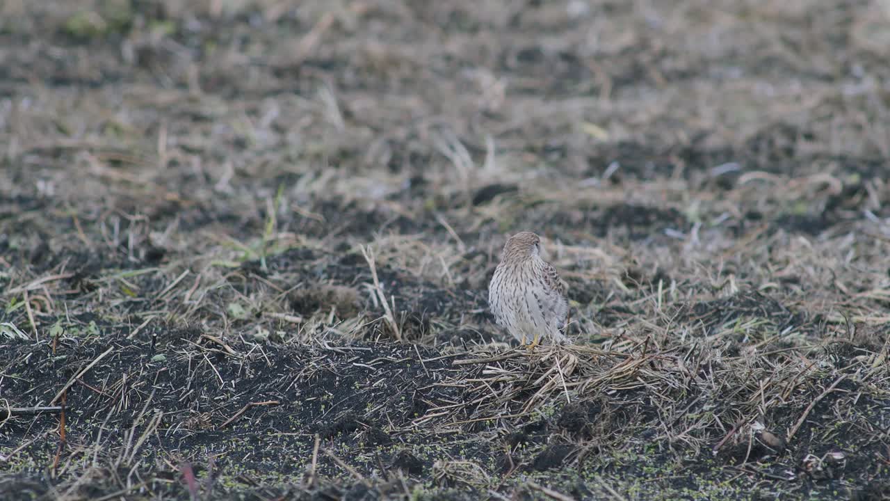 가을 이주 동안 땅에서 쉬고 있는 송골매