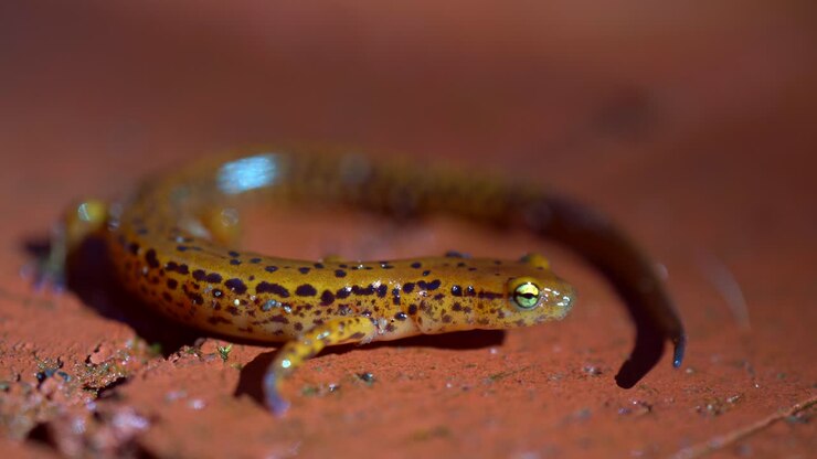 Closeup of the side of the long-tailed salamander outside
