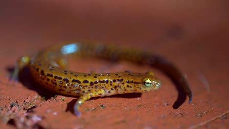 Closeup-of-the-side-of-the-long-tailed-salamander-outside