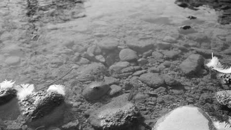 black and white image of a swan feather floating on the water near the shores of a crystal-clear lake.