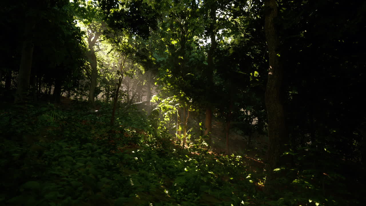La luce del sole filtra attraverso una fitta foresta