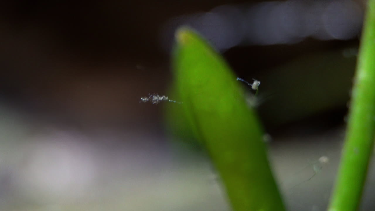 Microscopic filaments attached to an aquatic plant, sway in the water current