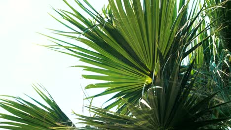 fotografía panorámica del sol brillante que brilla a través de las hojas de palma. escena tropical