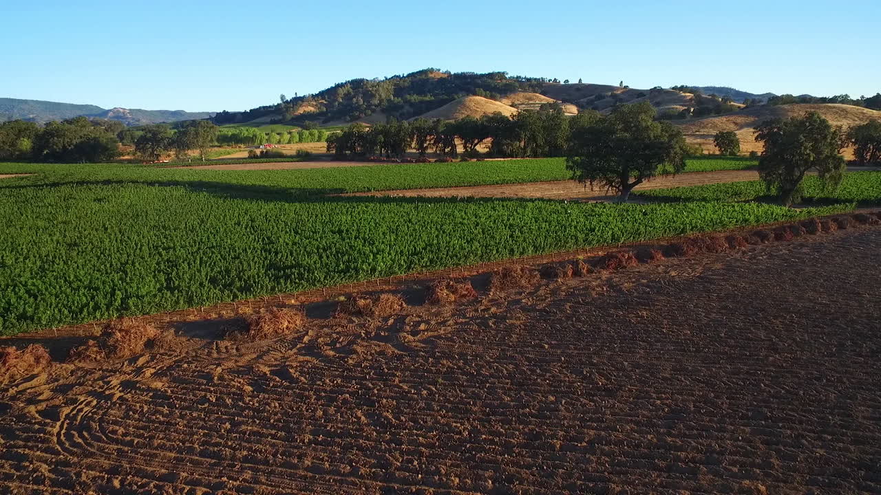 una antena alta sobre hileras de viñedos en el condado de sonoma del norte de california 8