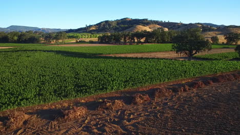 A-high-aerial-over-rows-of-vineyards-in-Northern-California's-Sonoma-County--8