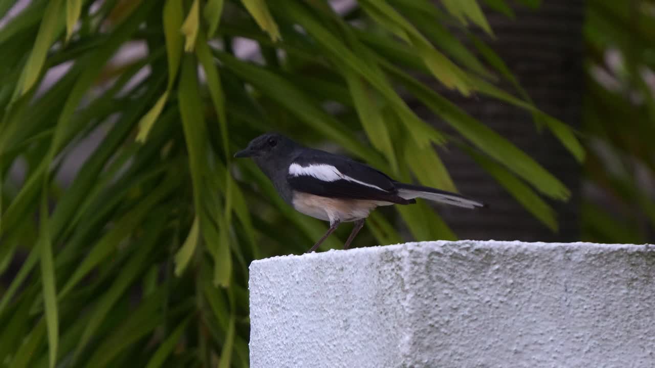 A wild Oriental Magpie-Robin (Copsychus saularis) perches on a concrete fence in a suburban area, curiously observing its surroundings, close up shot.