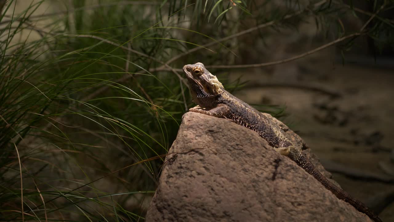 vista del treppiede 4k del rettile a riposo su una grande roccia - caratteristiche del drago - ben illuminata dall'alto - tipo iguana