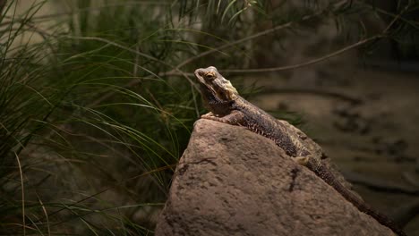 vista de trípode de 4 k de reptil descansando en una roca grande - características de dragón - bien iluminada desde arriba - tipo iguana