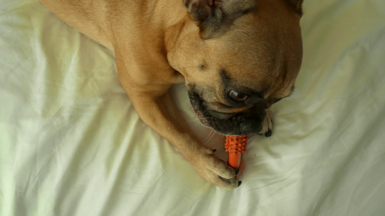 vista superior de un perro con un juguete para masticar en una cama - bulldog francés