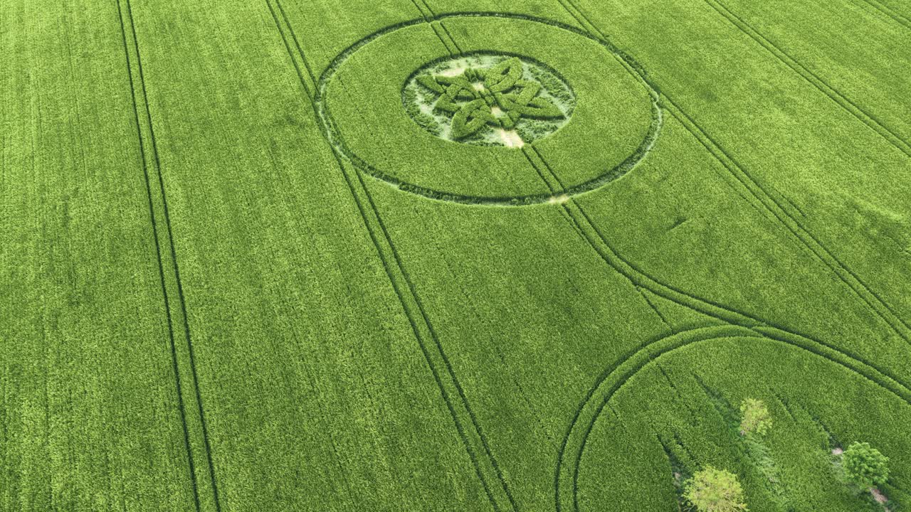 Aerial view above Sutton Veny 2025 Celtic knot crop circles surrounding Wiltshire barley field trees