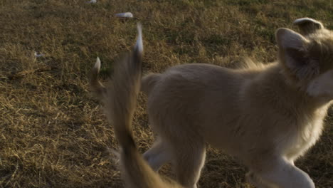 Two-adorable-Anatolian-shepherds-mixed-Great-Pyrenees-puppies-playing-outside