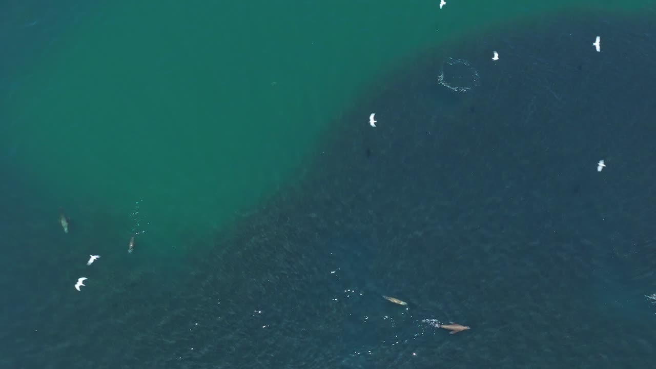 공중에서 날아다니는 갈매기와 함께 헤엄치는 오버헤드 바다사자