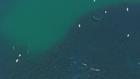 aerial shot overhead sea lions swimming around with seagulls flying overhead