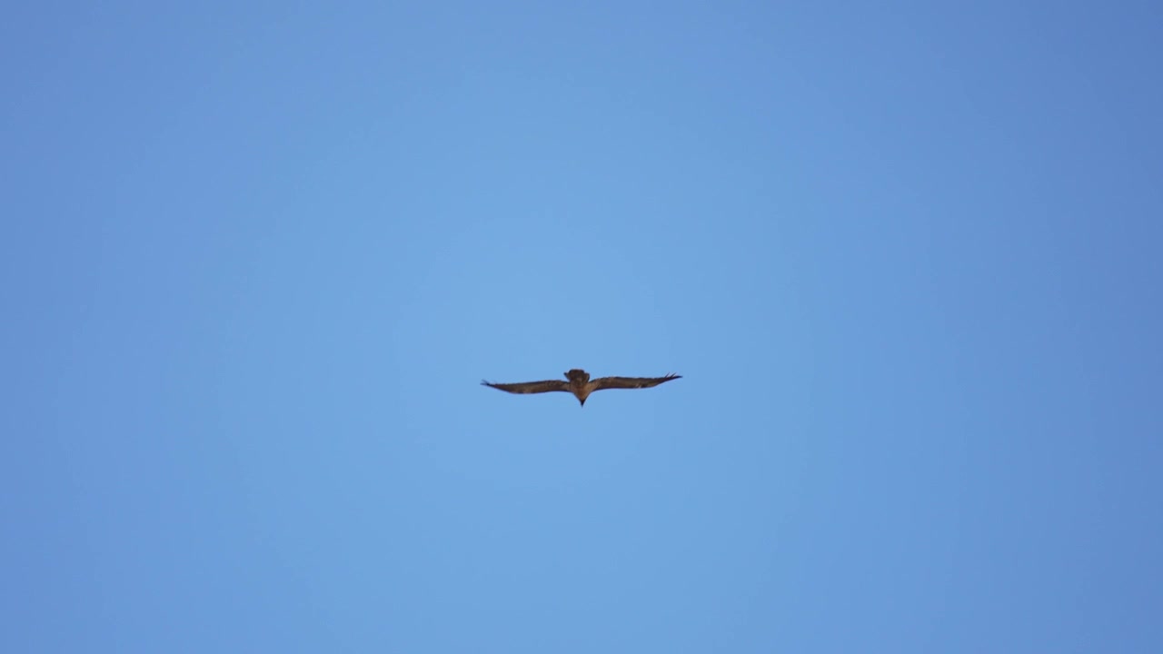 Guardando in alto un uccello che vola via contro un cielo azzurro limpido a Cima Fontana, Italia.