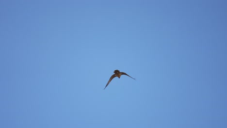 Looking-Up-At-Bird-Flying-Away-Against-Clear-Blue-Skies-In-Cima-Fontana,-Italy