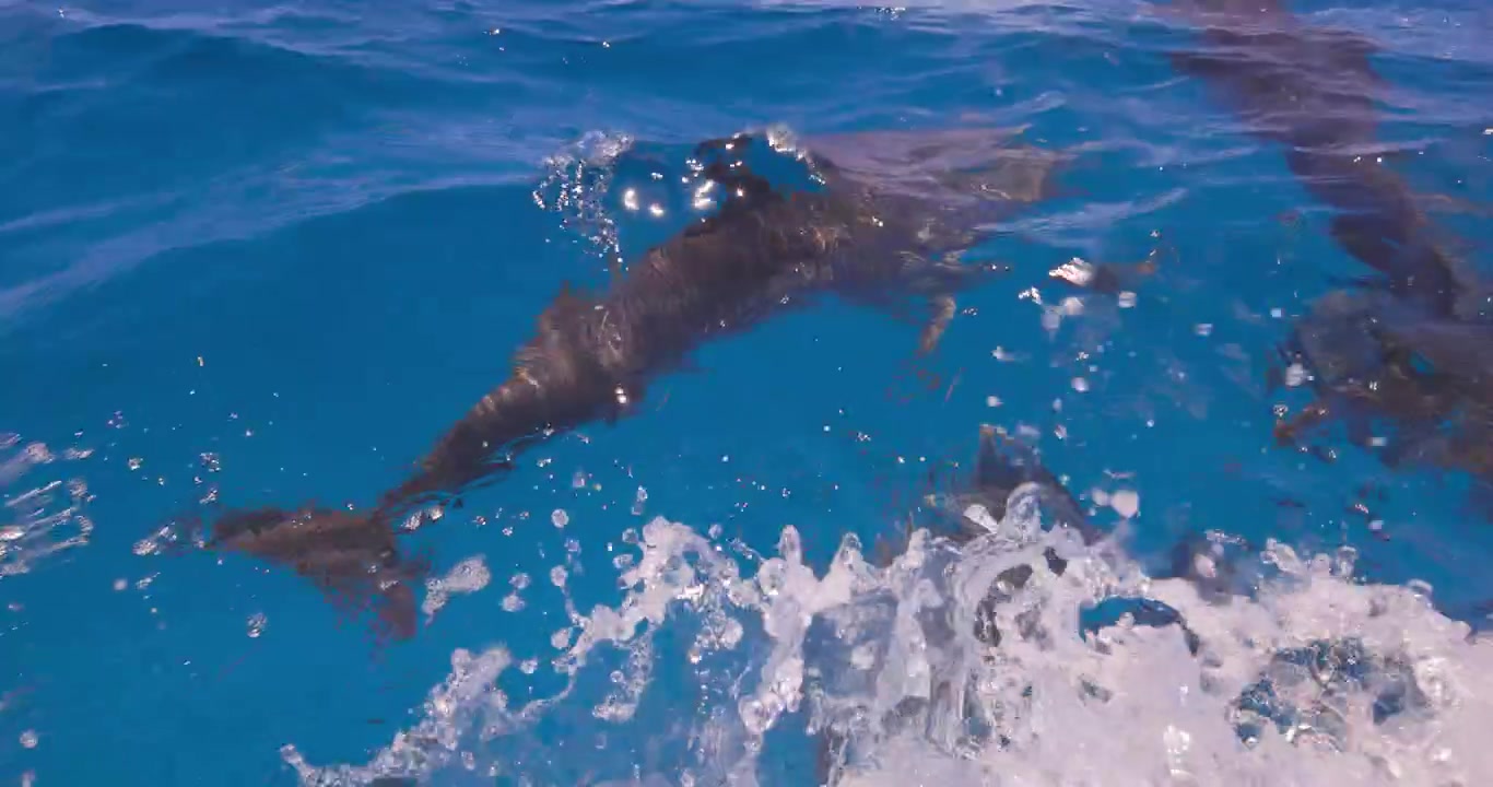 Several Atlantic spotted dolphins cruise gracefully through clear tropical blue water beneath the surface