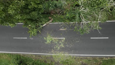 fallen tree lying down the asphalt road with driving vehicle at daytime