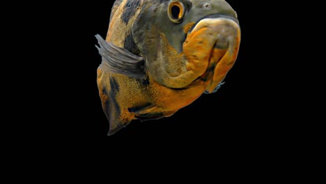 amazon tropical fish - tiger oscar, black background, chroma key