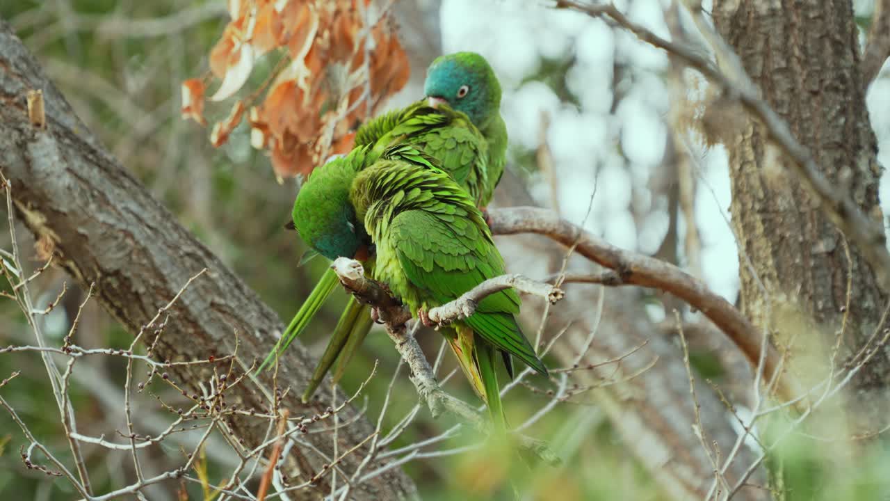 자연 서식지를 손질하는 동안 나뭇가지에 앉아 있는 파란 왕관을 쓴 잉꼬 무리