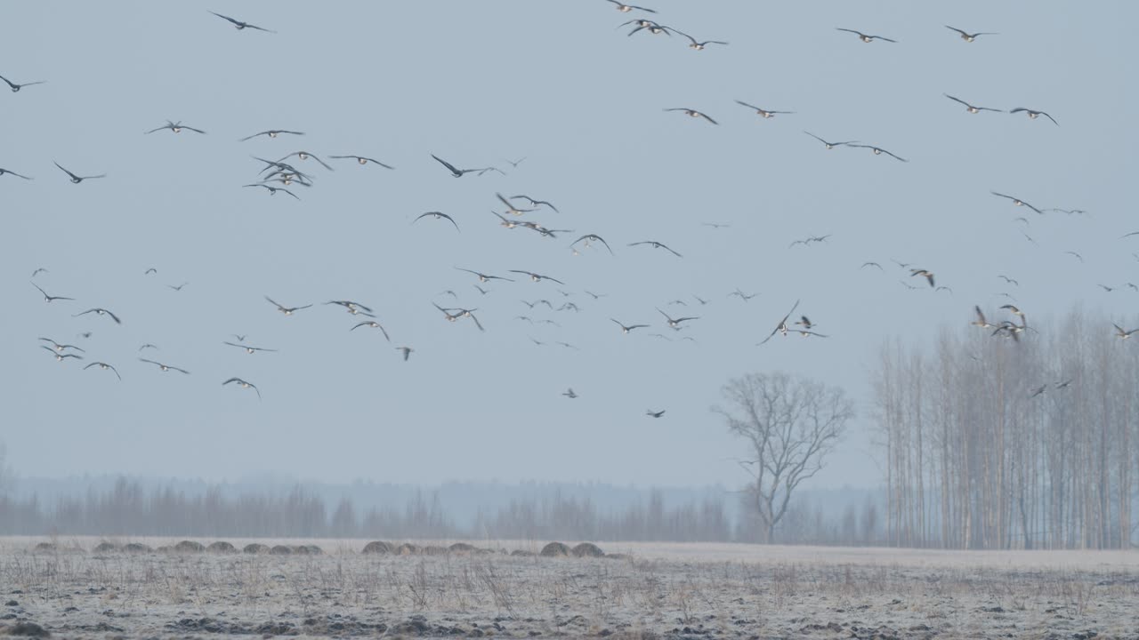 이른 아침 황혼에 봄철 이동하는 동안 기러기들이 들판에서 먹이를 주고 날아다닌다