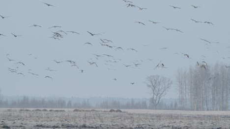 Geese-flock-during-spring-migration-in-early-morning-dusk-feeding-and-flying-on-the-field