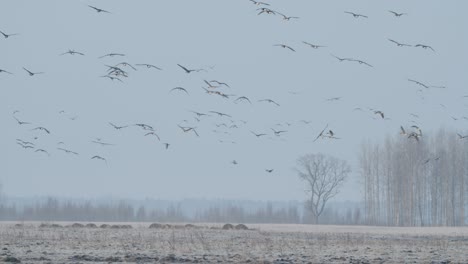 rebaño de gansos durante la migración de primavera a primera hora de la mañana al anochecer alimentándose y volando en el campo