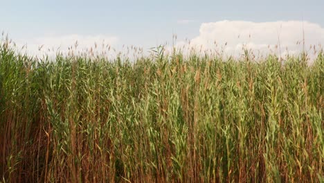 Hohes-Schilf-In-Den-Sümpfen,-Die-An-Einem-Sonnigen-Tag-Im-Sommer-Im-Wind-Wehen