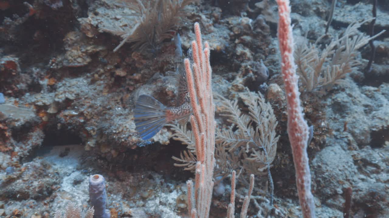 Honeycomb Cowfish Swimming Over a Vibrant Coral Reef — Unique Hexagonal-Patterned Tropical Fish in Colorful Underwater Habitat — Captured in Stunning 4K 60 FPS for Premium Stock Footage