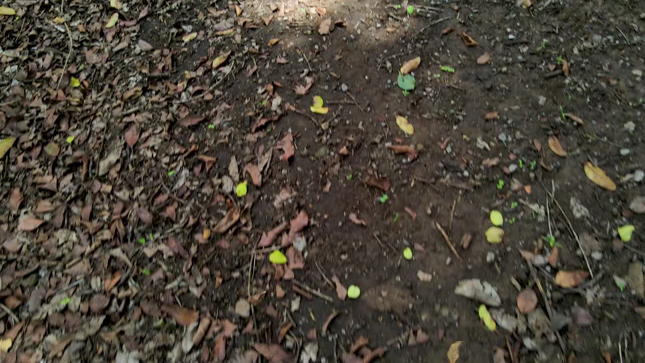 cielo de la aldea al aire libre hermoso paisaje de la aldea del bosque del paisaje aéreo - fotografía aérea del bosque rural kenia - controlador inalámbrico de drones quadcopter