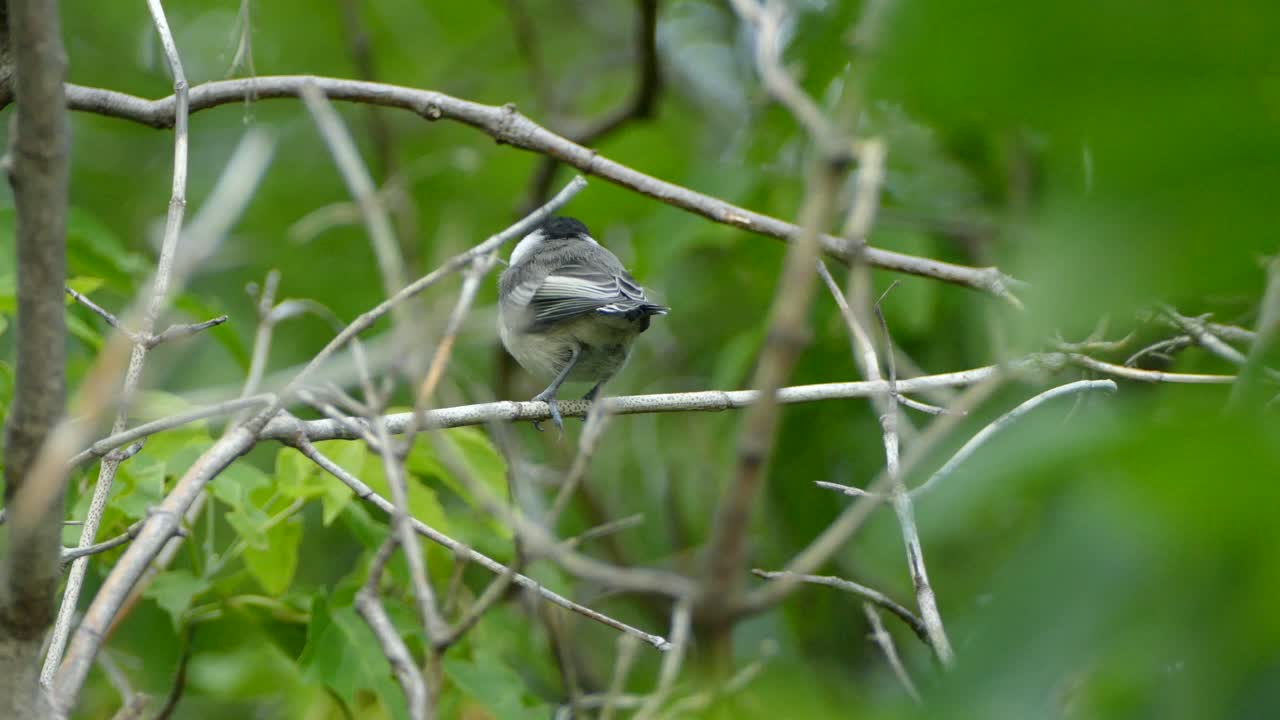 통통한 작은 검은색, 회색, 흰색 새가 숲 속에 자리 잡은 죽은 나뭇가지를 쪼아 먹습니다