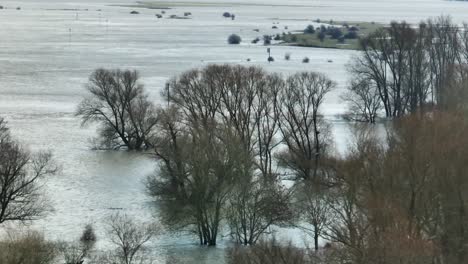 Árboles-Medio-Sumergidos-Durante-Las-Inundaciones-Del-Río-Waal,-Güeldres