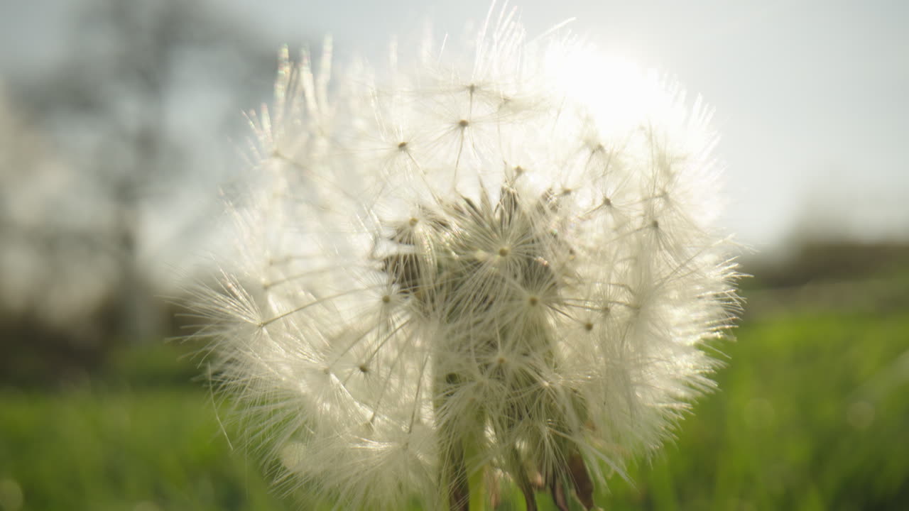빛 에 있는 단델리온 씨 머리