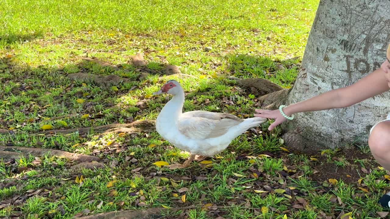 A person gently interacts with a duck near a tree in a sunlit grassy area, creating a playful and serene atmosphere