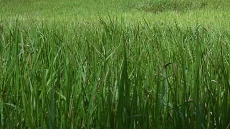 Ein-Mehrjähriges-Gras,-Das-Im-Tropischen-Und-Subtropischen-Asien-Beheimatet-Ist-Und-Auch-In-Mehrere-Länder-Eingeführt-Wurde